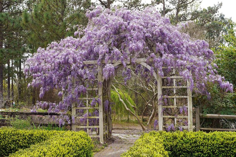 Wisteria Arbors