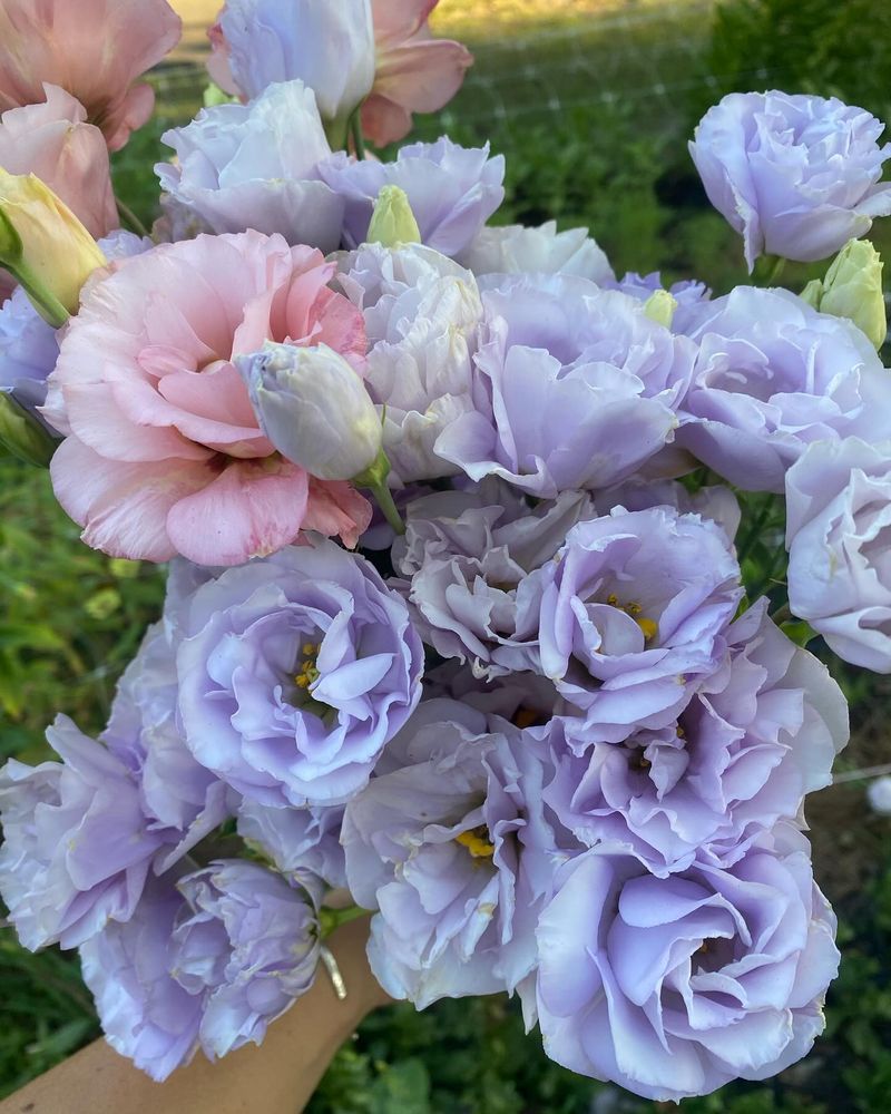 Lisianthus