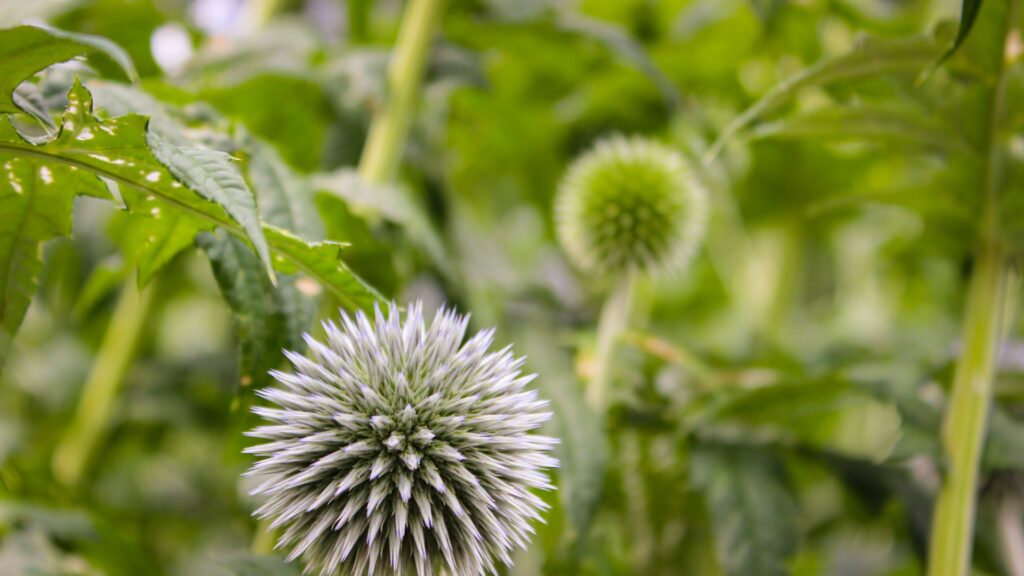 globe flower
