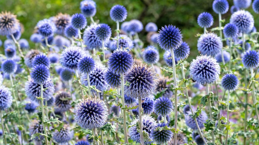globe thistle in bloom