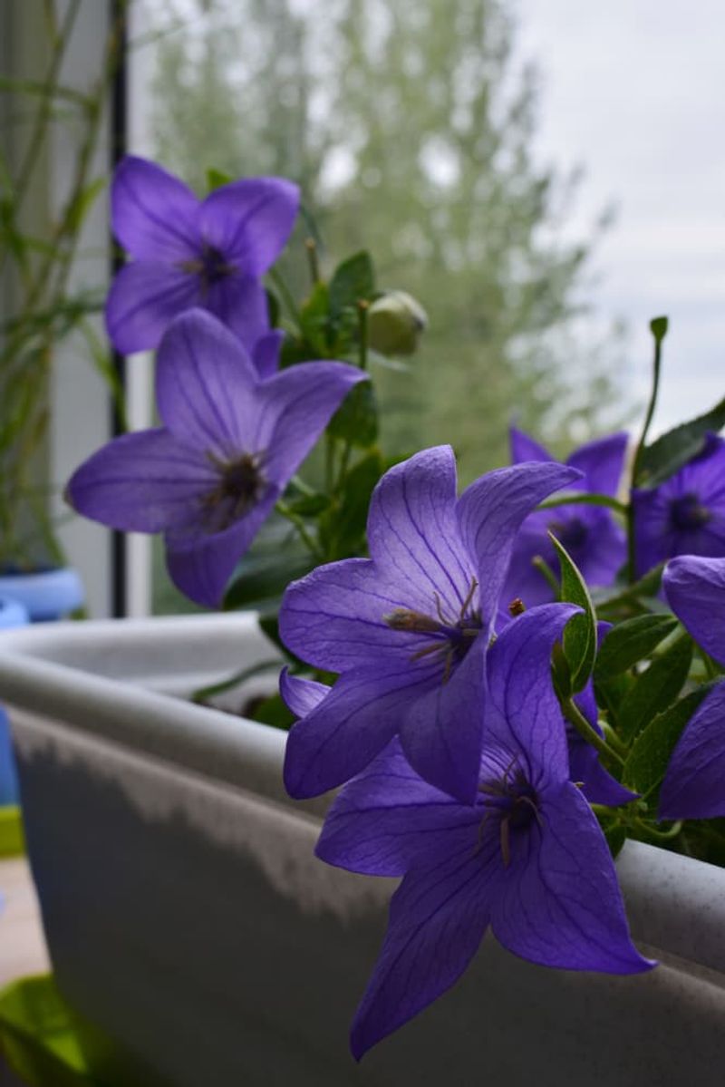 Balloon Flower's Secret Spreading Habit