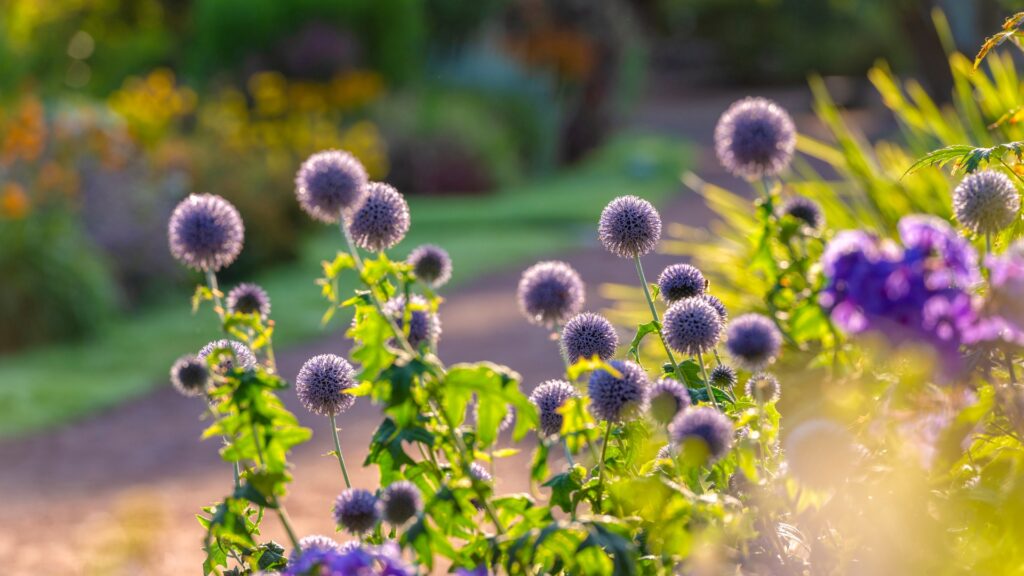 globe thistle plant