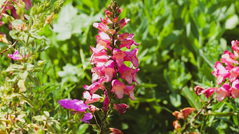 Foxglove Hybrids