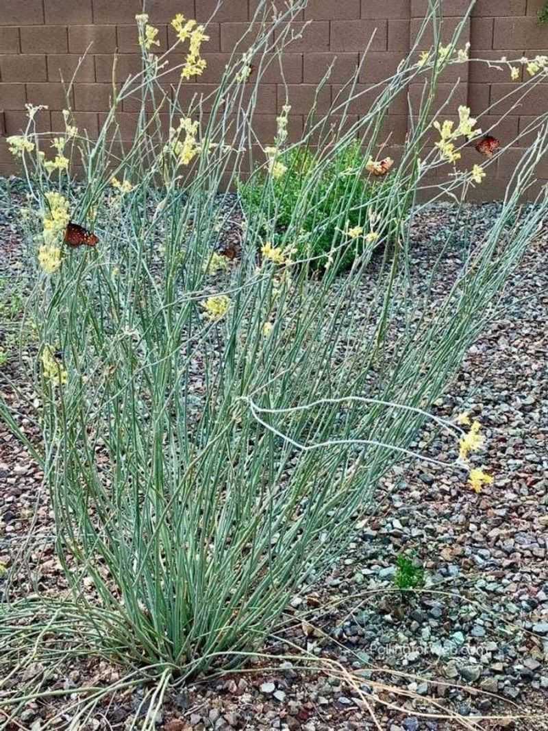 Desert Milkweed