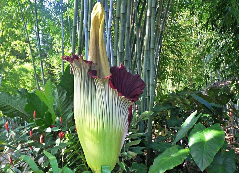 Corpse Flower (Amorphophallus titanum)