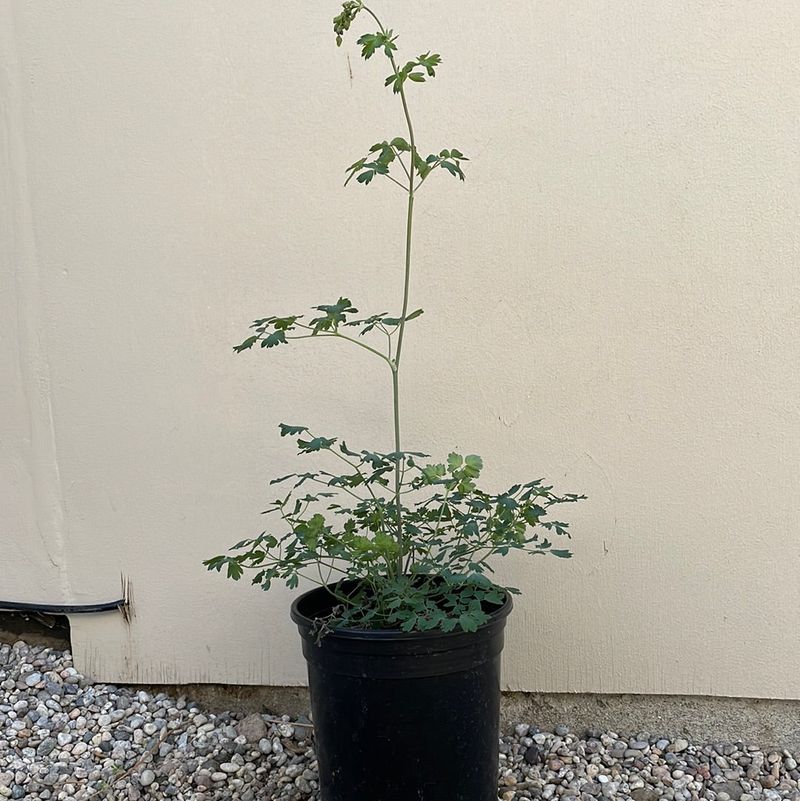 Meadow Rue Resists Restriction