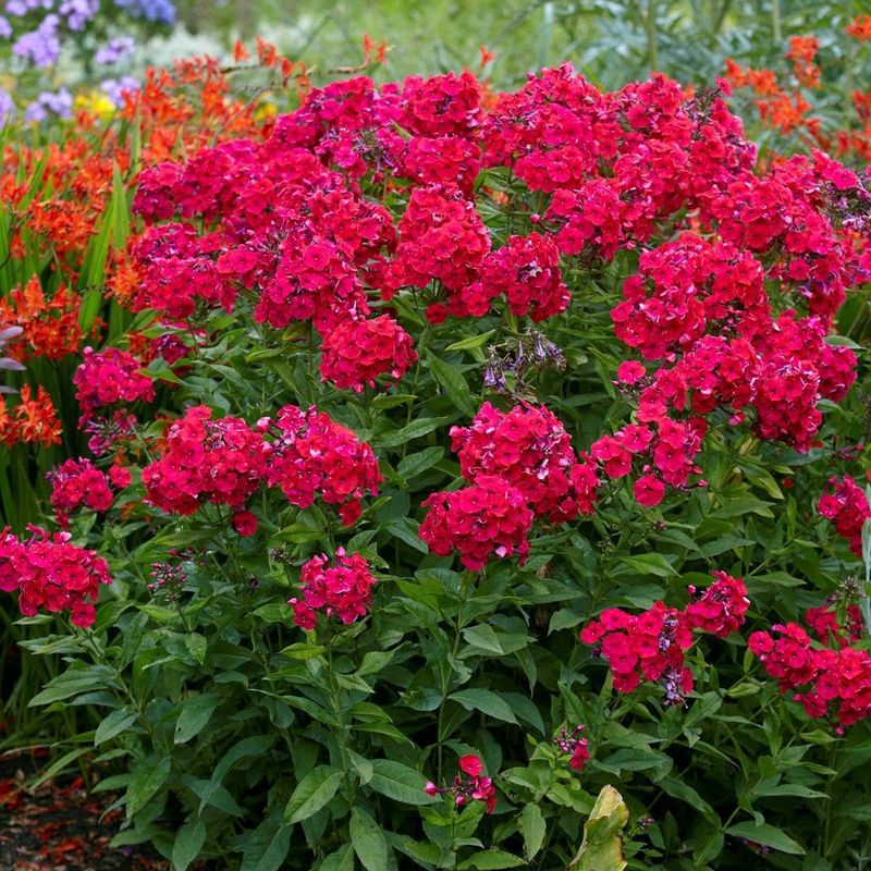 Garden Phlox (Phlox paniculata)