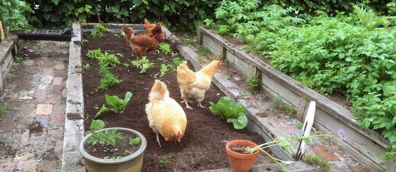 Chicken Weed Patrol