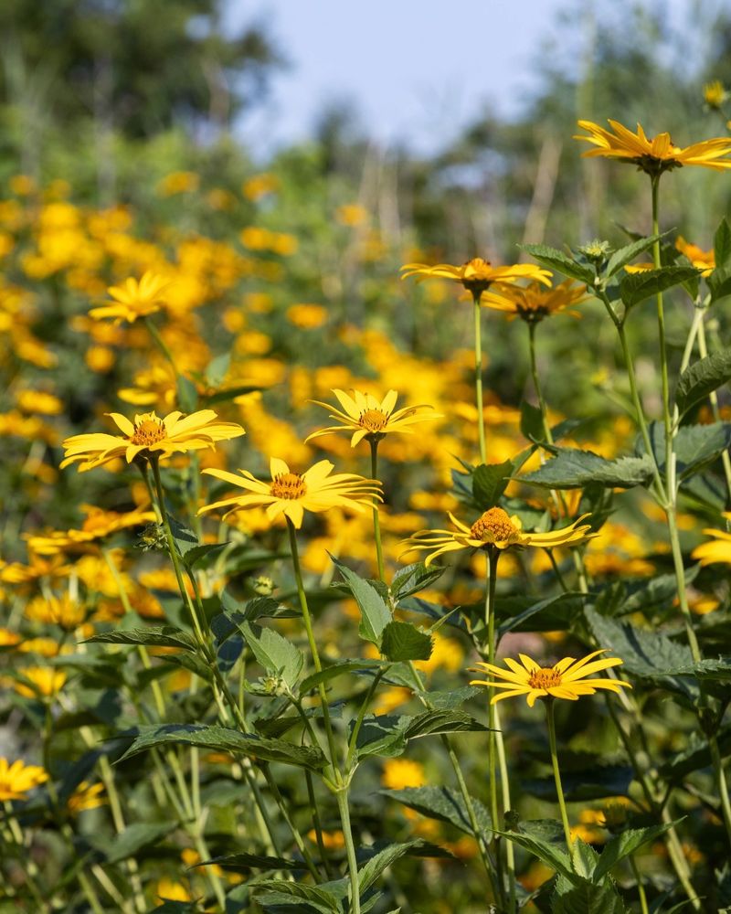Heliopsis