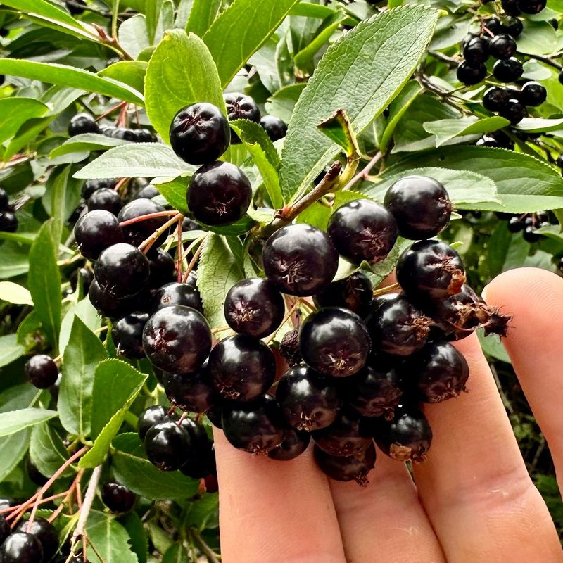 Aronia Berries