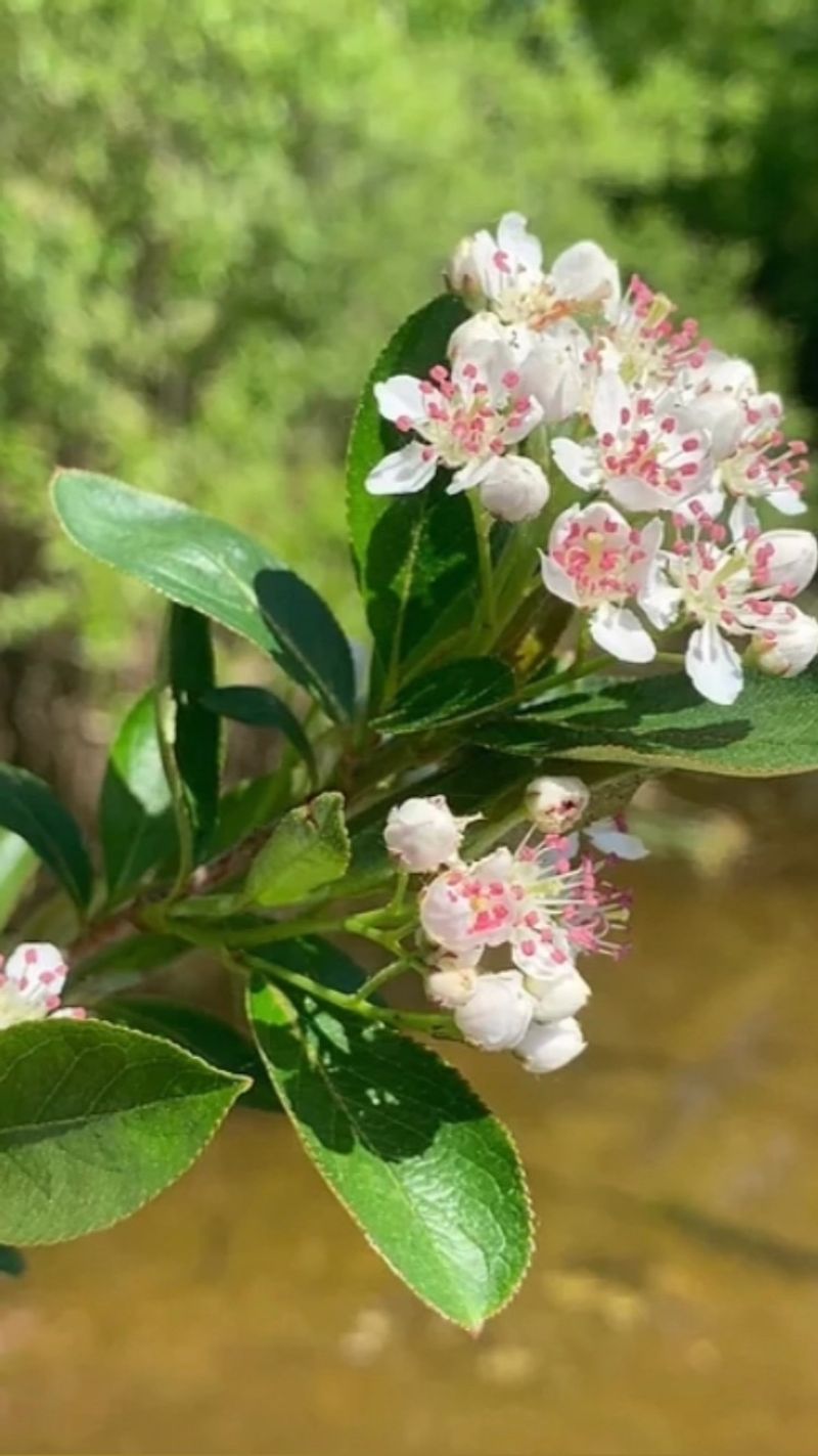 Aronia Berries: The Native Powerhouses
