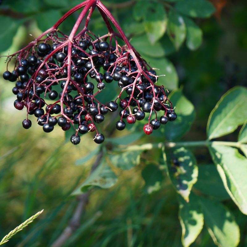 Elderberries