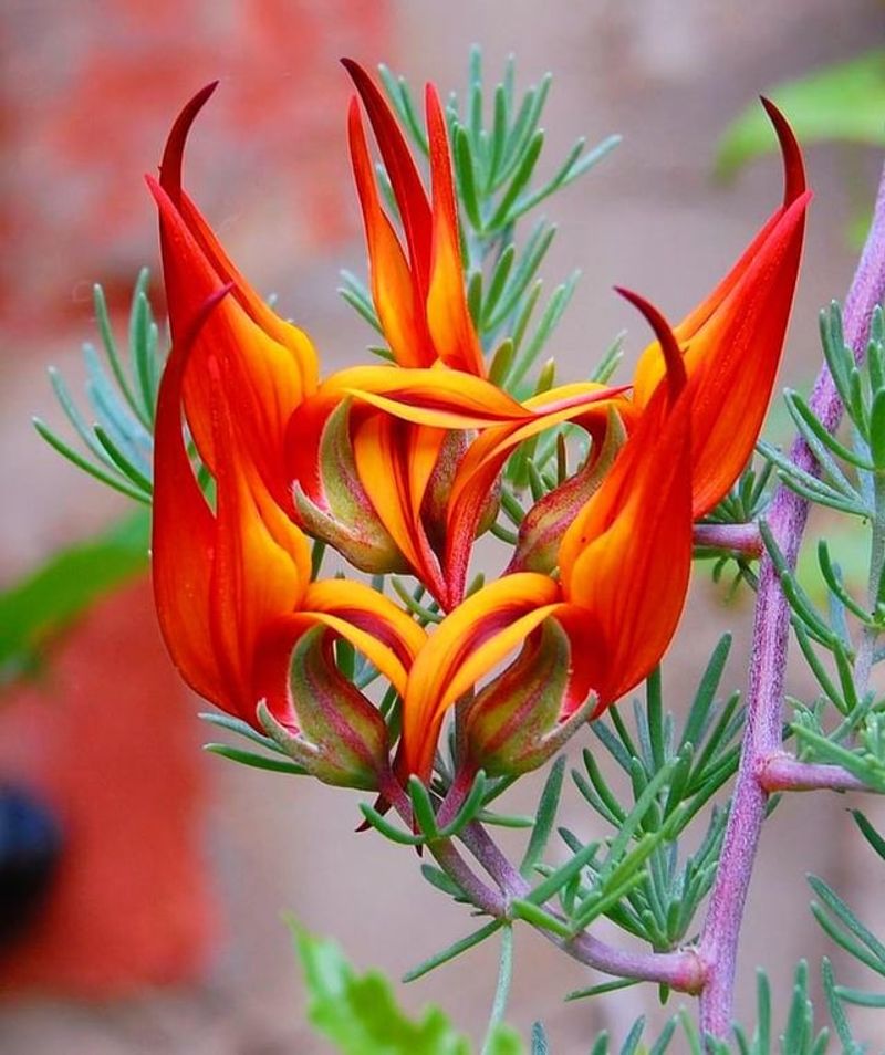 Parrot's Beak (Lotus berthelotii)