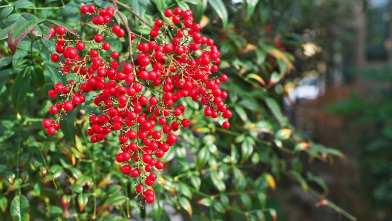 Heavenly Bamboo's Earthly Problems