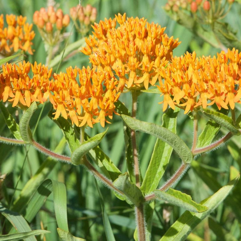 Butterfly Weed
