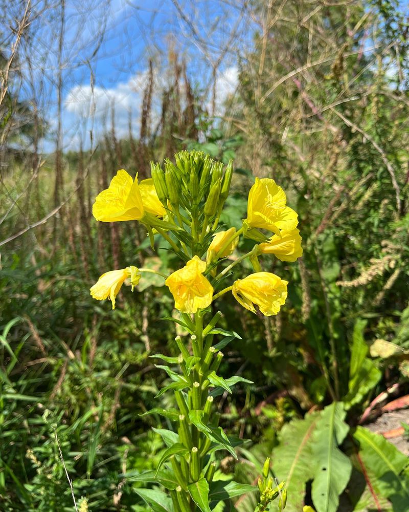 Evening Primrose