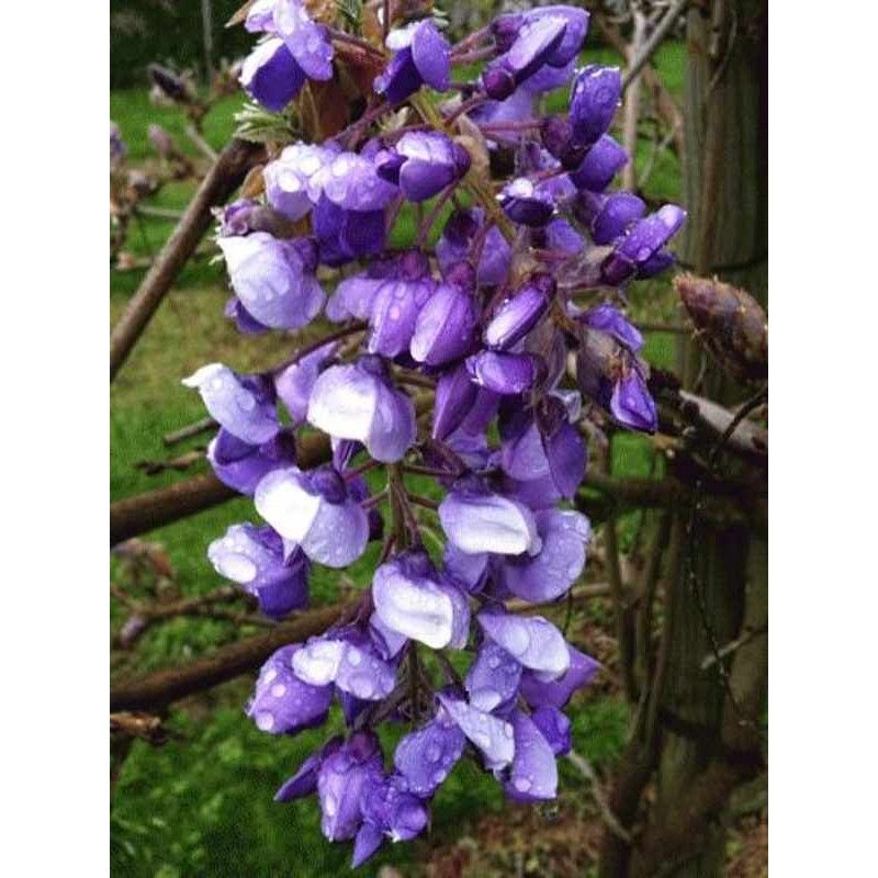 Winter-Flowering Wisteria (Wisteria brachybotrys 'Okayama')