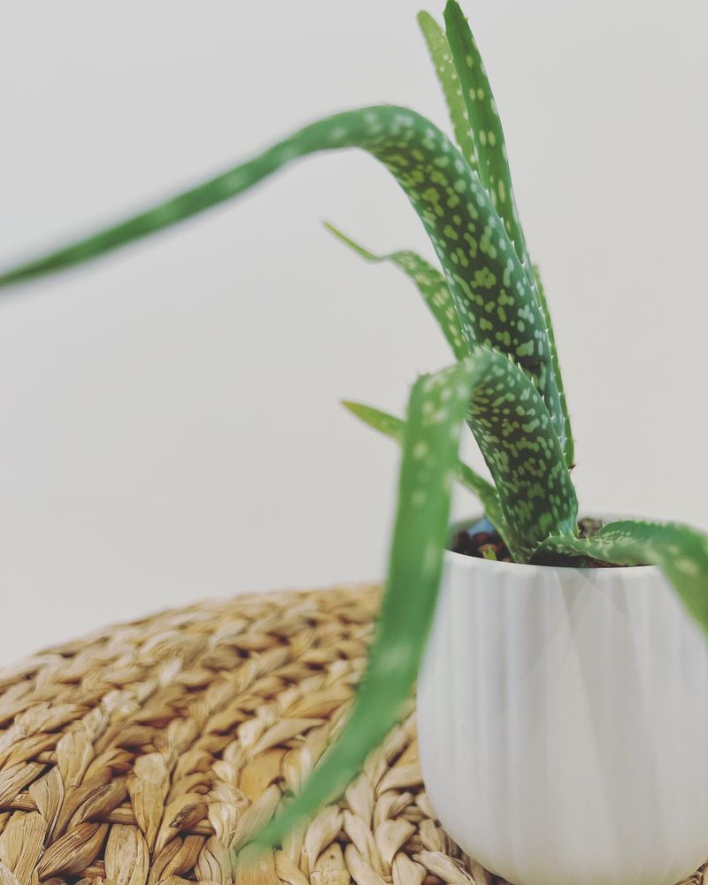 Aloe Vera (Aloe barbadensis miller)