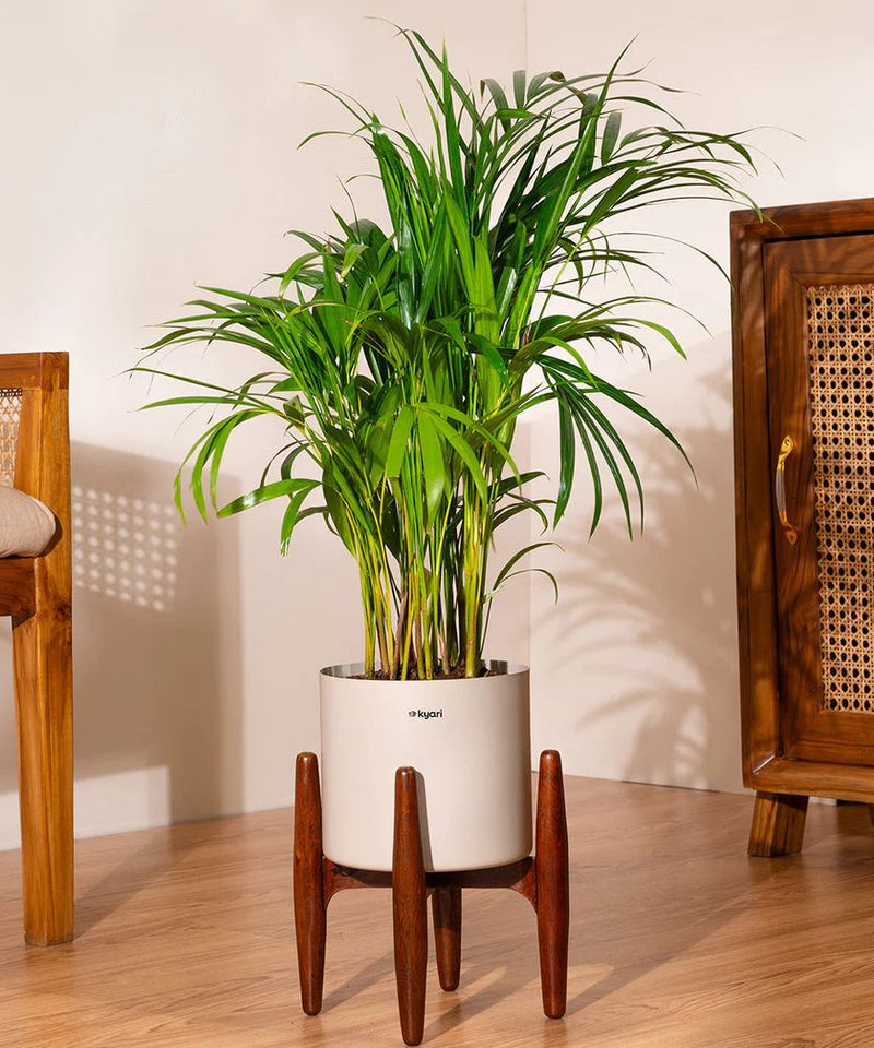 Areca Palm: The Living Humidifier