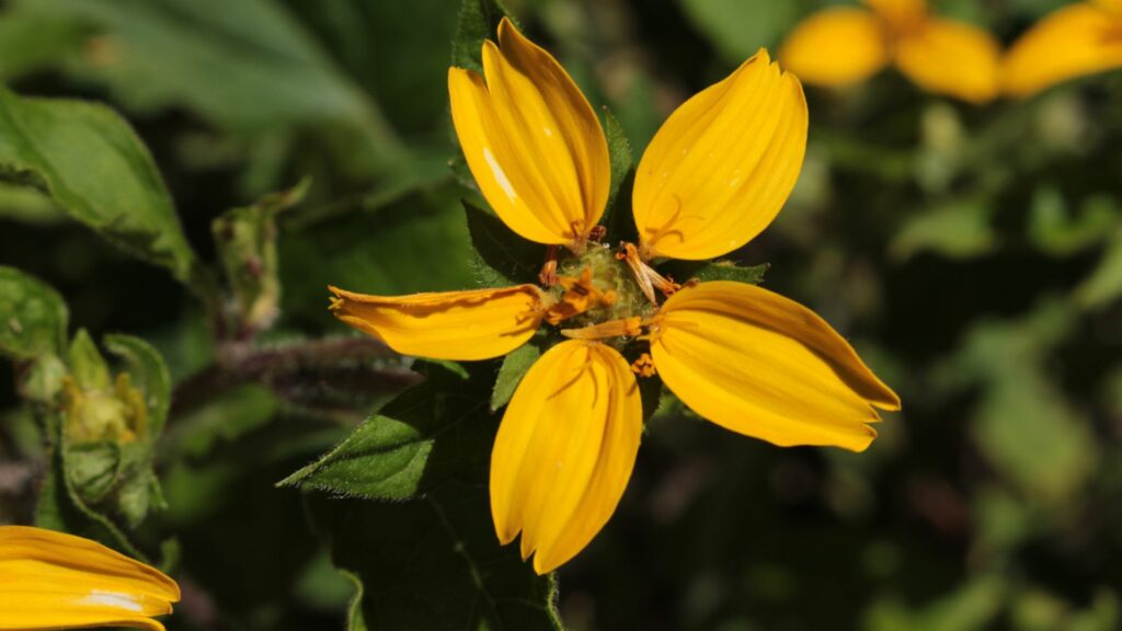 Golden Star