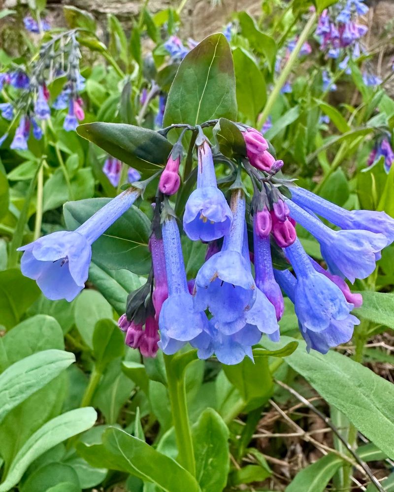 Virginia Bluebells