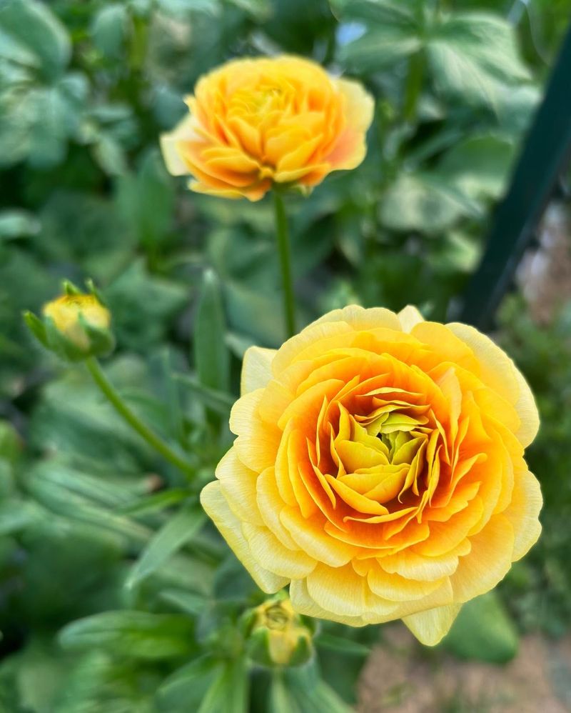 Ranunculus
