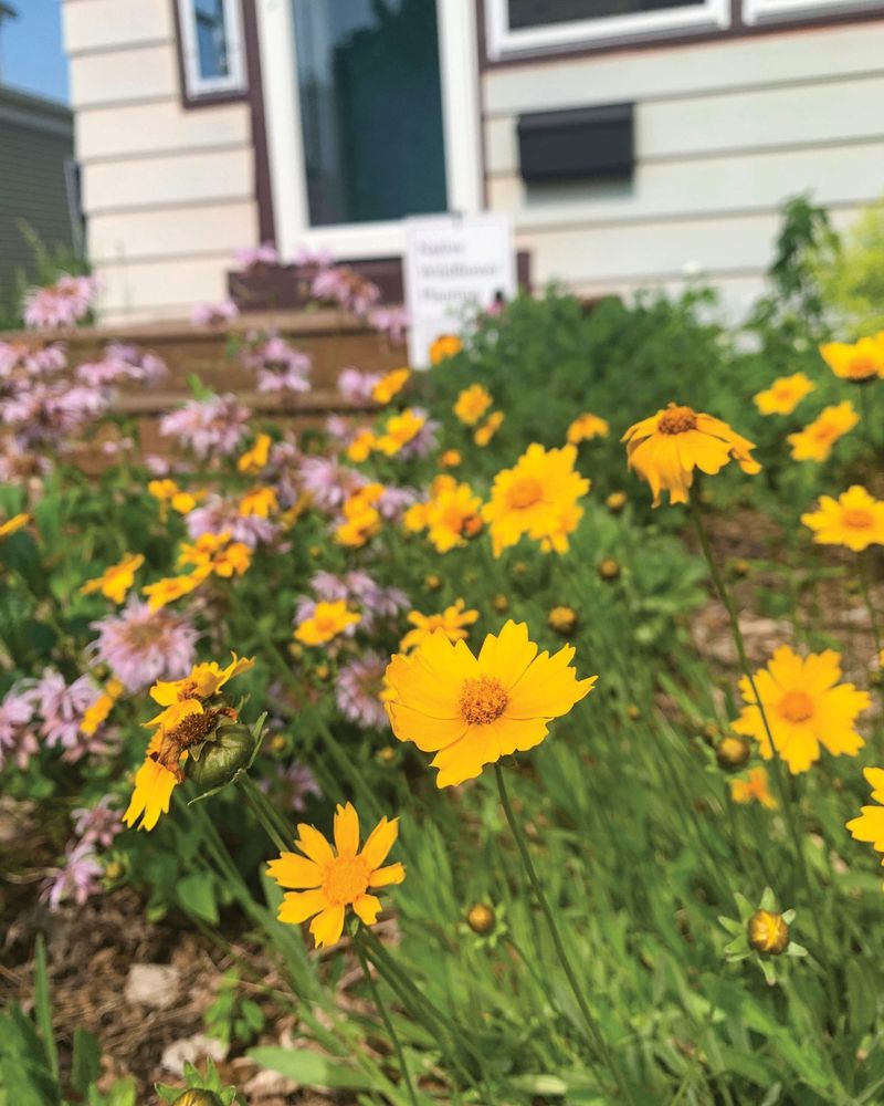 Yellow Coneflower