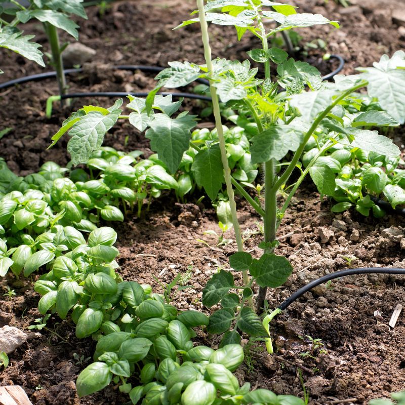Basil with Tomatoes