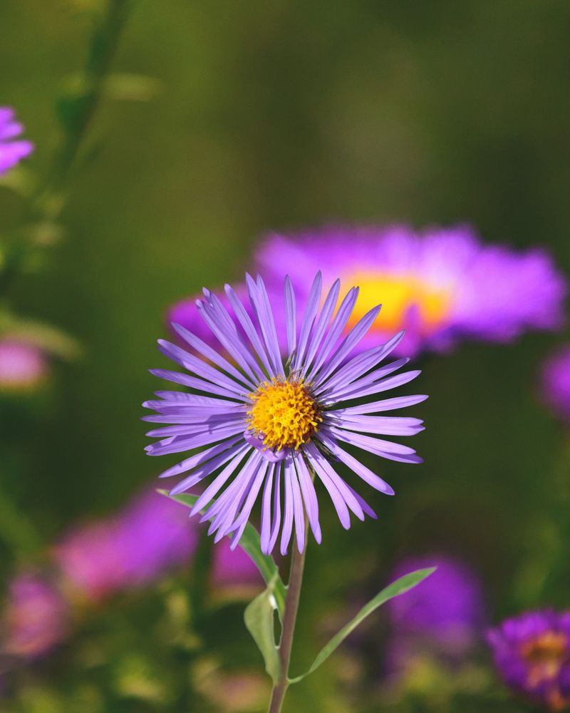 Aster: Late-Season Pollinator Lifeline