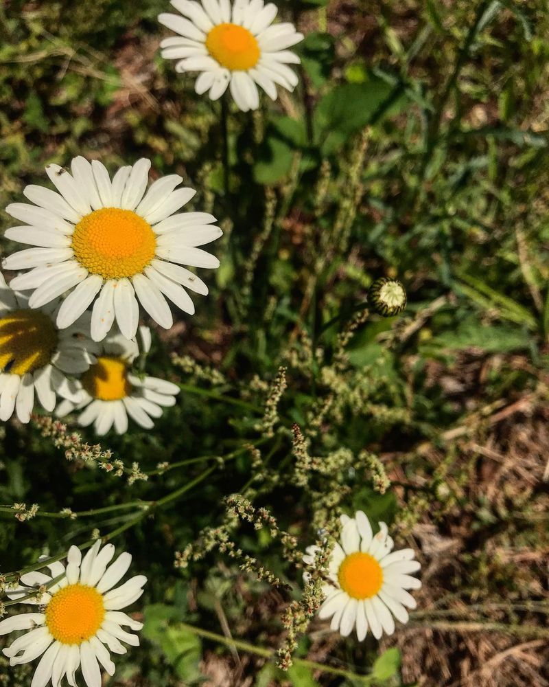 Oxeye Daisy