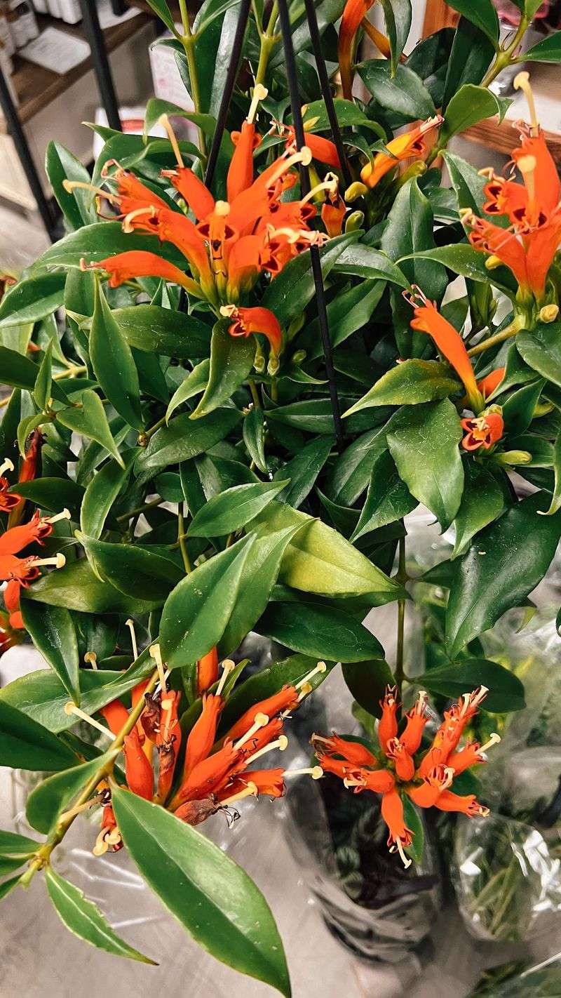 Orange Lipstick Plant