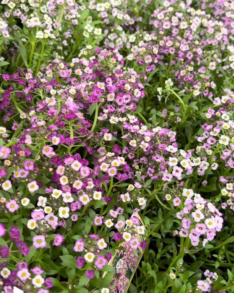 Sweet Alyssum