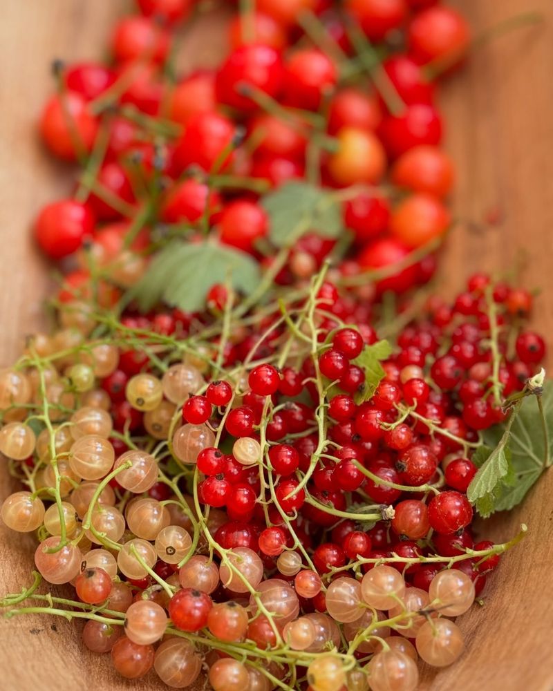 Currants