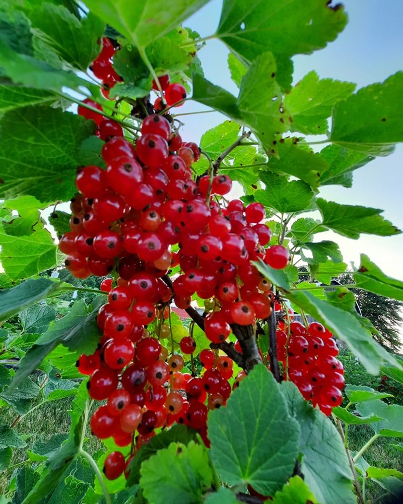 Currants: The Northern Delights