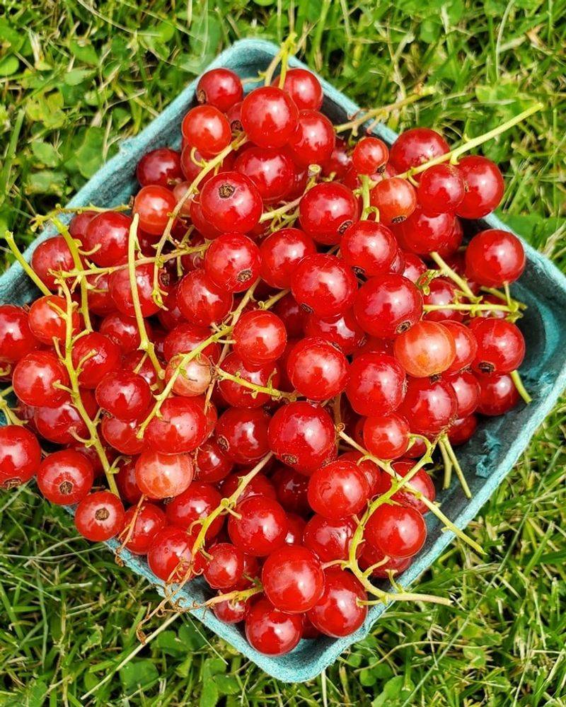 Currants