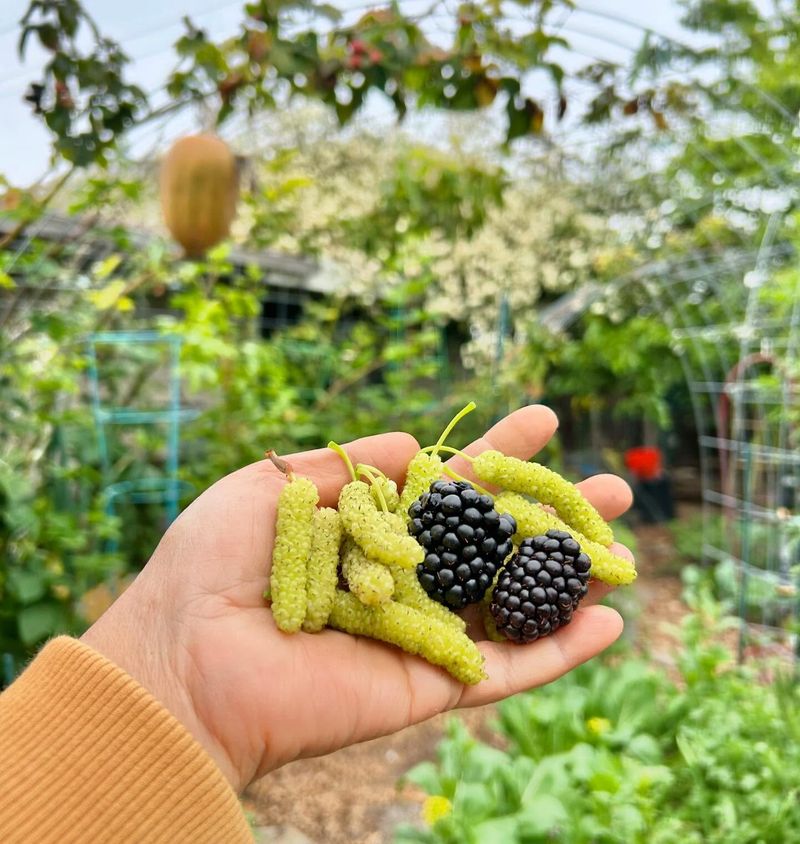 Mulberry Trees and Blackberry Bushes