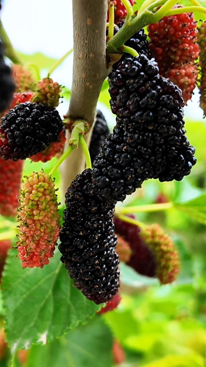 Mulberry