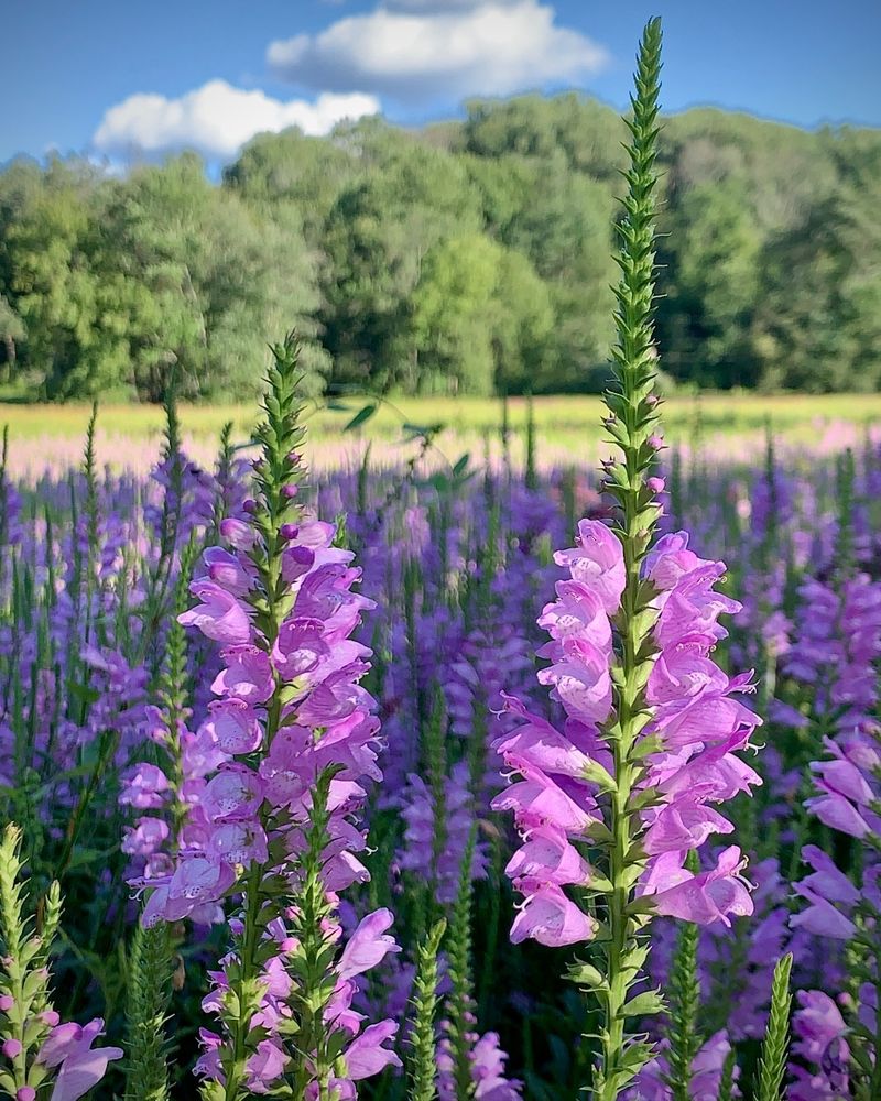 Obedient Plant