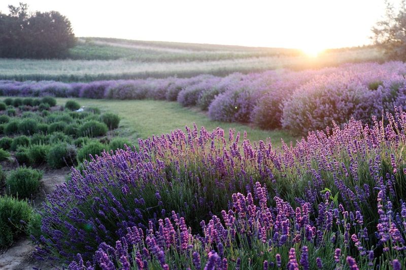 Fragrant Lavender For Sensory Appeal