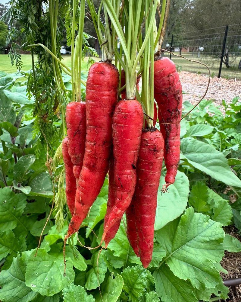 Atomic Red Carrots
