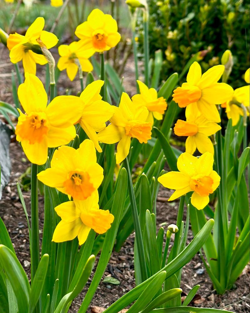 Daffodils