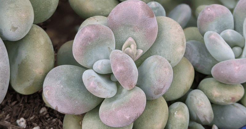 Pachyphytum