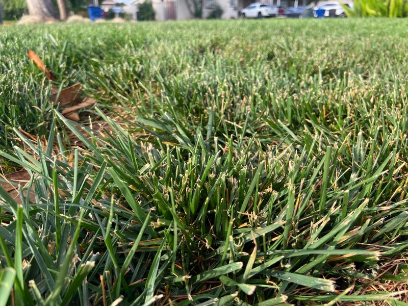 Brown Lawn After Mowing