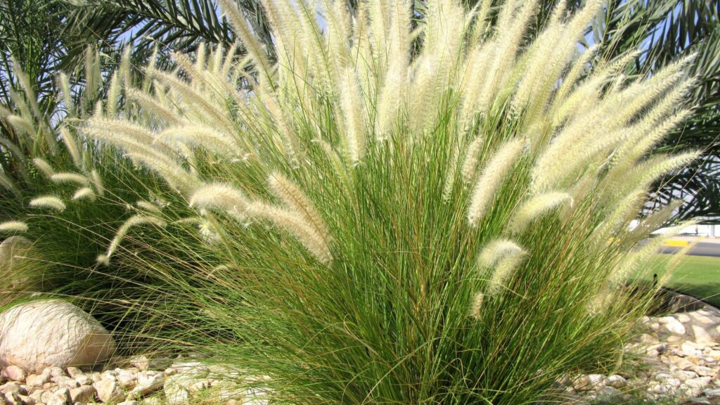 Gravel and Ornamental Grasses