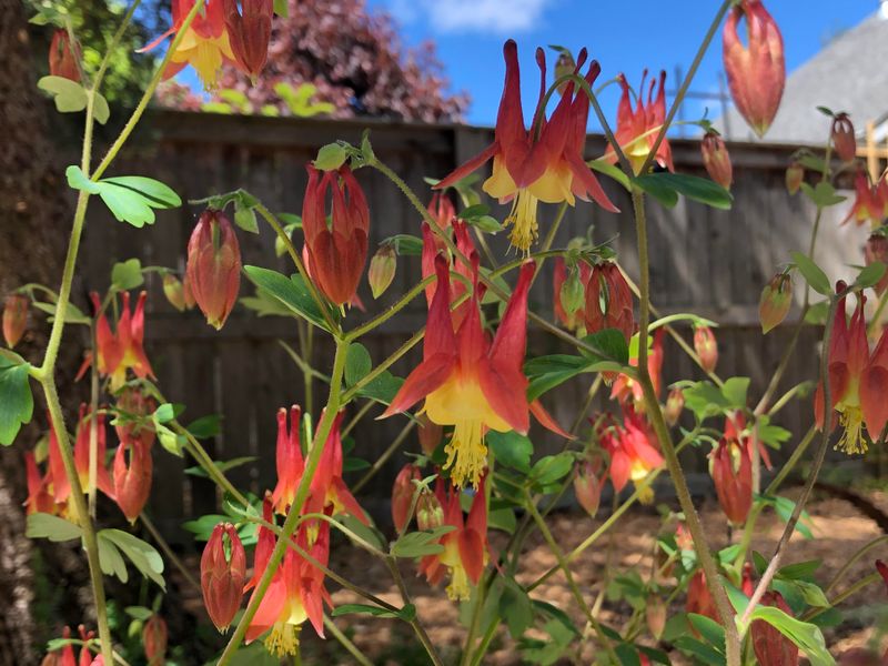 Columbine