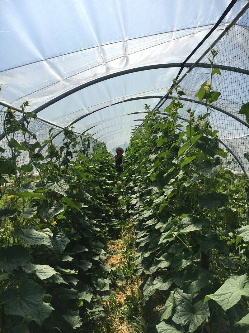 Cucumbers: Crisp Summer Refreshment