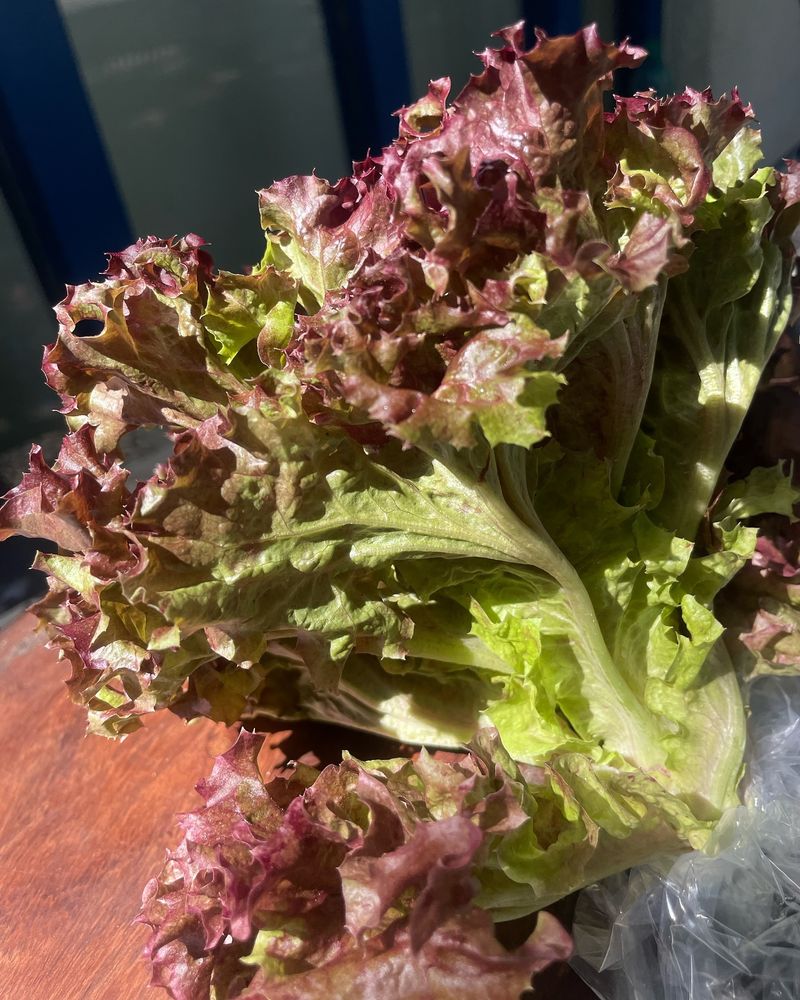 Leaf Lettuce