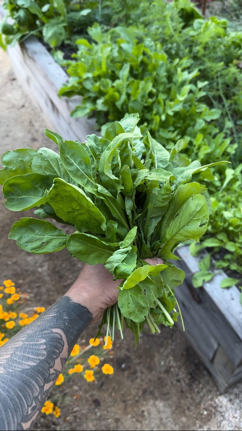 Arugula: Fast-Growing Spicy Green