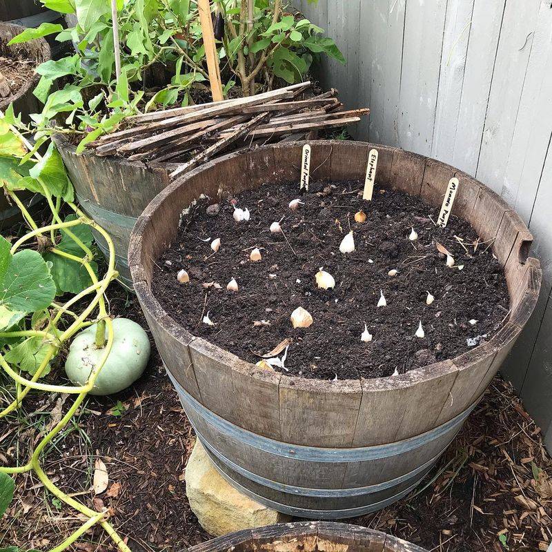 Garlic: Concentrated Cloves In Depth-Controlled Soil