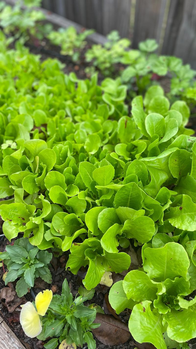 Leaf Lettuce: The Cut-And-Regrow Success